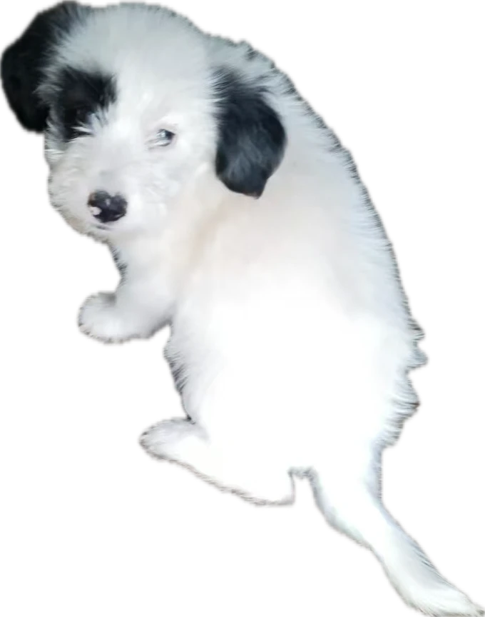 bef0c4d41ac94ef7ba29db379e767209.png
