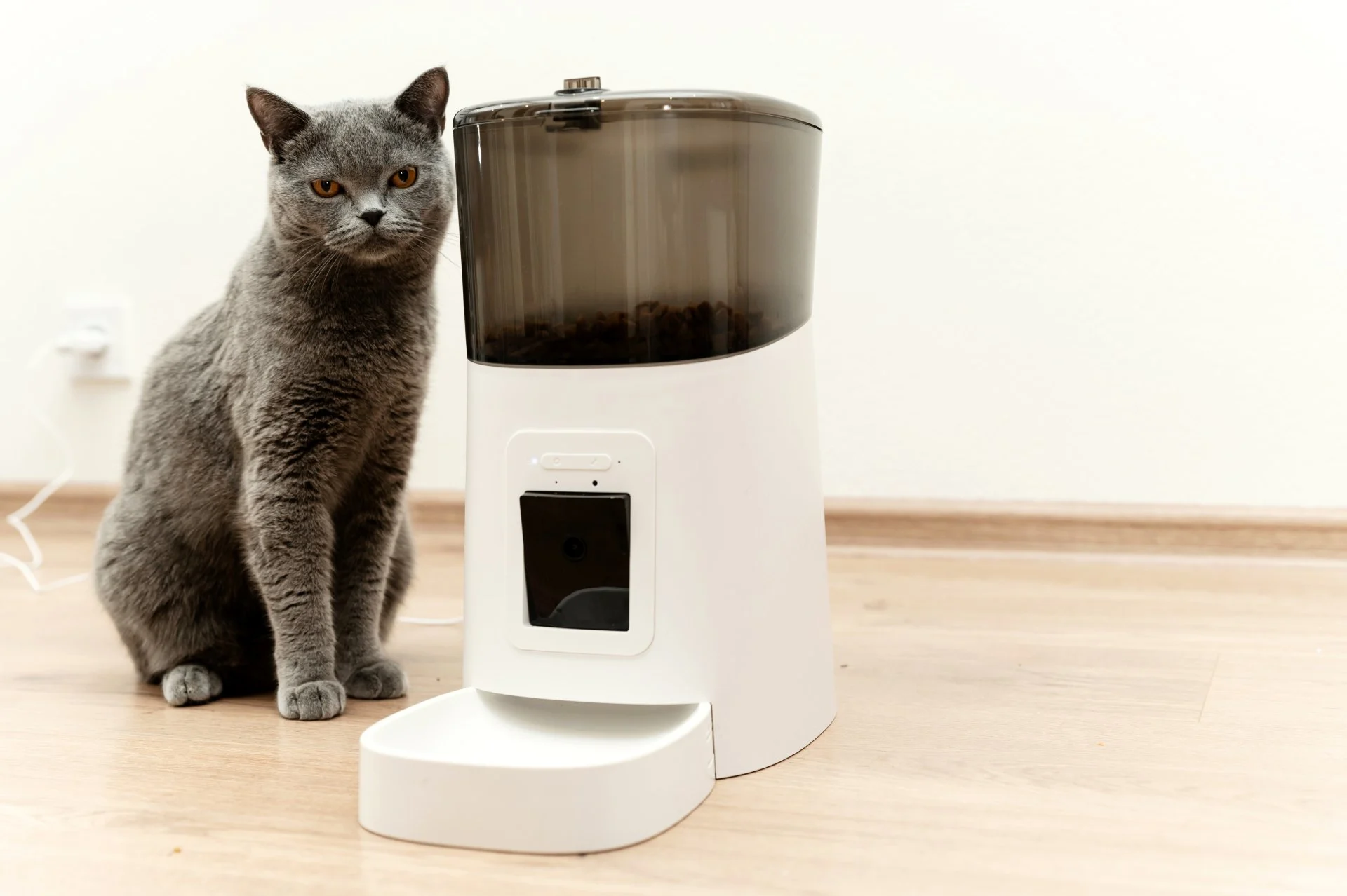 smart-cat-feeder-scottish-cat-is-waiting-food-pet-feeder (1).jpg